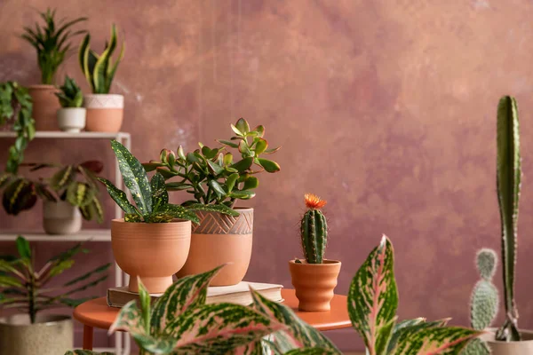 Stylish Composition Creative Spacious Living Room Interior Plants Coffee Table — Stok Foto