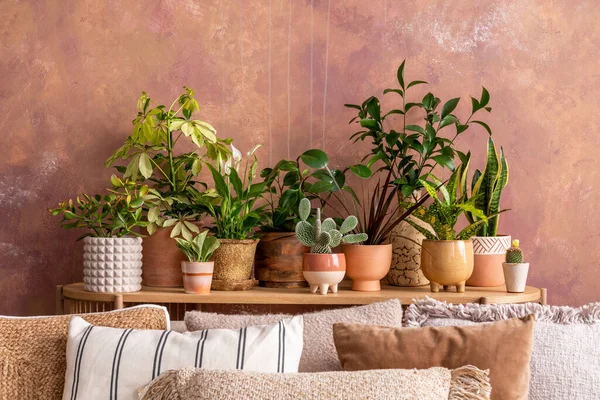 Stylish Composition Creative Spacious Living Room Interior Plants Sofa Pillows — Stockfoto