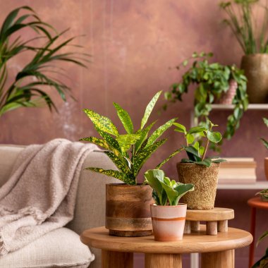 Yaratıcı geniş oturma odasının şık kompozisyonu bitkiler, kanepe, sehpa, çekmeceler ve şık aksesuarlarla dolu. Samimi bir odanın botanik alanı. Kahverengi duvarlar. Şablon. 