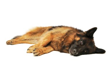 Studio shot of an adorable german shepherd lying on his side and looking tired