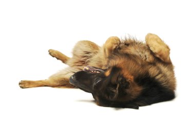 Studio shot of an adorable, playful german shepherd lying on his back 