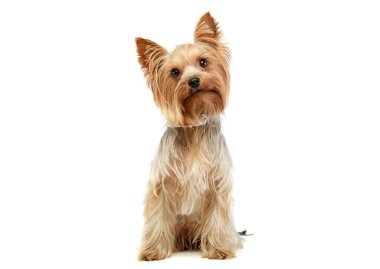 Studio shot of an adorable Yorkshire Terrier sitting and looking up curiously