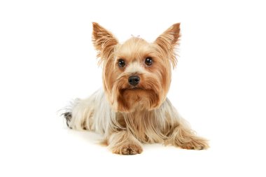 Studio shot of an adorable Yorkshire Terrier lying and looking at the camera