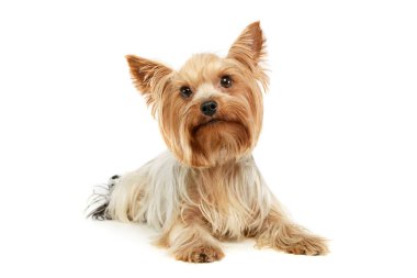 Studio shot of an adorable Yorkshire Terrier lying and looking at the camera