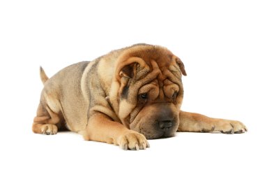 Shar Pei 'nin utangaç halinin stüdyo fotoğrafı.
