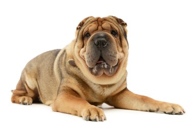 Shar Pei 'nin kameraya bakarak yalan söylediğini gösteren bir stüdyo fotoğrafı.