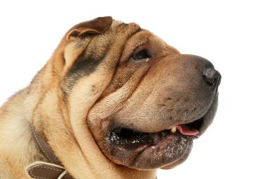 Portrait of an adorable Shar pei looking satisfied