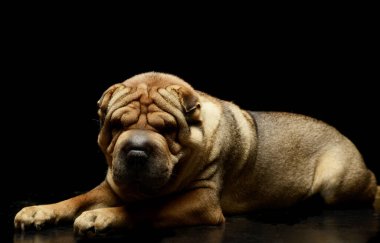 Studio shot of an adorable Shar pei lying and looking at the camera