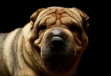 Portrait of an adorable Shar pei looking at the camera