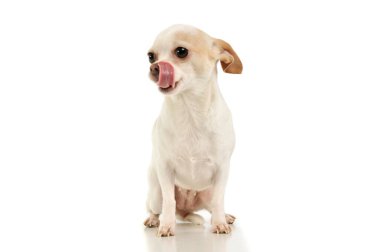 Studio shot of an adorable chihuahua sitting and licking her lips