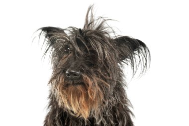 Çok sevimli bir melez köpeğin portresi.