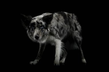 Studio shot of an adorable border collie with dramatic lighting