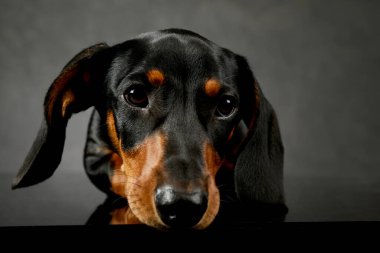 Portrait of an adorable Dachshund lying and looking tired