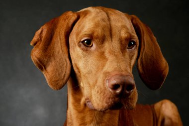 Portrait of an adorable Hungarian Vizsla looking curiously