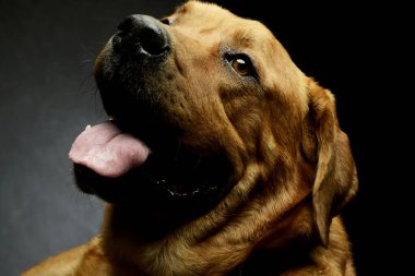 Tatmin olmuş bir Golden Retriever portresi.