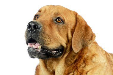 Tatmin olmuş bir Golden Retriever portresi.