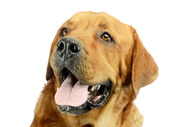 Tatmin olmuş bir Golden Retriever portresi.