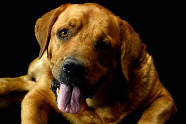 Portrait of an adorable Golden Retriever lying and looking satisfied