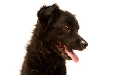 Tatmin olmuş bir melez köpeğin portresi.