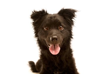 Portrait of an adorable Mixed breed dog looking satisfied at the camera