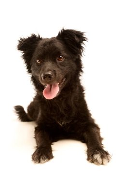 Sevimli bir melez köpeğin atölye çekimi. Yalan söylüyor ve tatmin olmuş görünüyor.