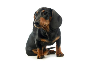 Şirin bir Dachshund 'un ilginç bir şekilde çekilmiş bir fotoğrafı.