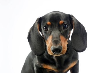 Portrait of an adorable Dachshund looking curiously at the camera