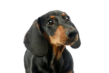 Sevimli bir Dachshund 'un portresi