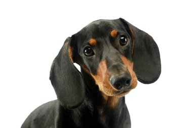 Portrait of an adorable Dachshund looking curiously at the camera