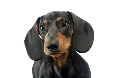 Şirin bir Dachshund 'un portresi merakla camea' ya bakıyor.