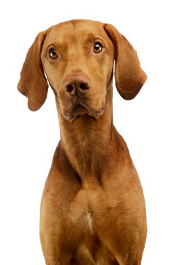 Portrait of an adorable Hungarian Vizsla looking curiously