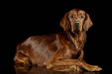 Studio shot of an adorable irish setter lying and looking curiously