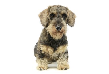 Şirin bir Dachshund 'un stüdyoda oturup kameraya tuhaf bir şekilde bakışıyla.