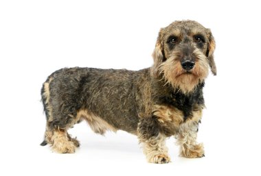 Sevimli bir Dachshund 'un stüdyoda durup kameraya nasıl baktığı.