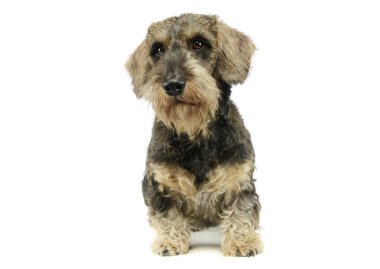 Şirin bir Dachshund 'un stüdyo fotoğrafı. Oturmuş merakla bakıyor.