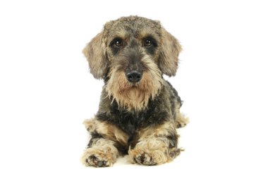 Studio shot of an adorable Dachshund lying and looking curiously at the camera