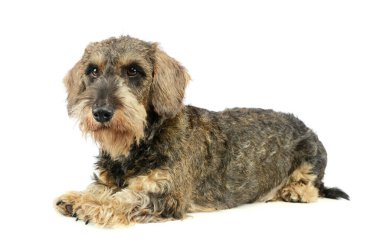 Studio shot of an adorable Dachshund lying and looking curiously