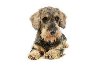 Studio shot of an adorable Dachshund lying and looking curiously at the camera
