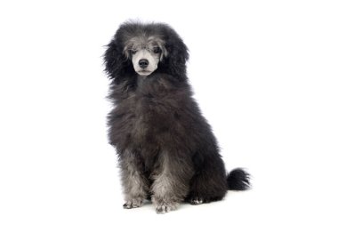 Studio shot of an adorable poodle looking satisfied