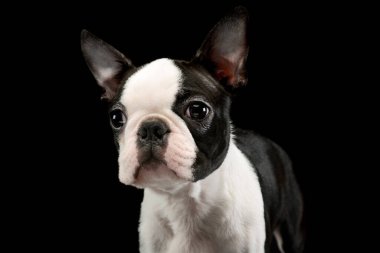 Portrait of an adorable Boston Terrier looking curiously at the camera