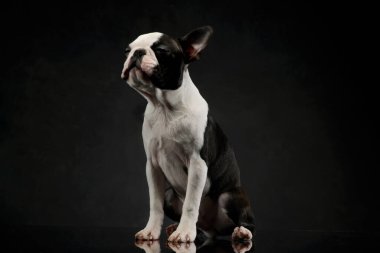 Studio shot of an adorable Boston Terrier sitting with closed eyes