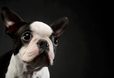 Portrait of an adorable Boston Terrier looking up curiously