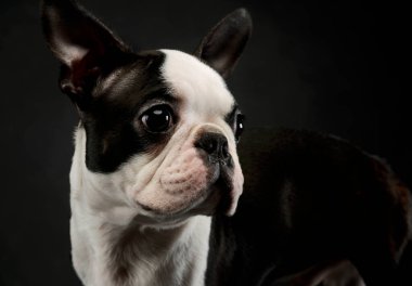 Portrait of an adorable Boston Terrier looking curiously
