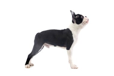 Studio shot of an adorable Boston Terrier standing and looking up curiously
