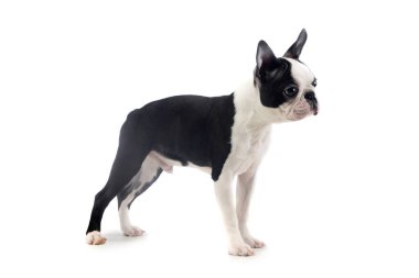 Boston Terrier 'in harika bir stüdyo görüntüsü.