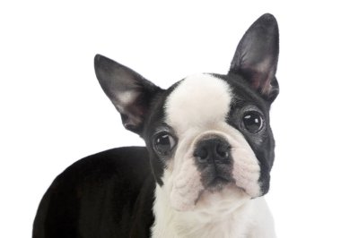 Boston Terrier 'in sevimli bir portresi kameraya merakla bakıyor.