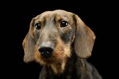 Sevimli bir Dachshund 'un portresi