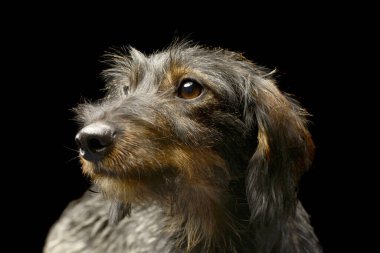 Sevimli bir Dachshund 'un portresi