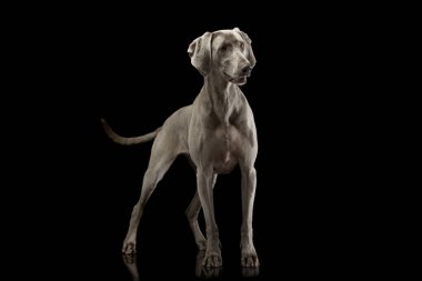 Studio shot of an adorable Weimaraner standing and looking curiously