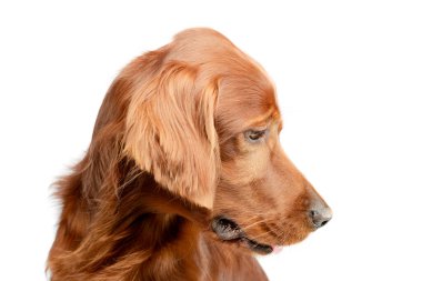 Portrait of an adorable irish setter looking sad